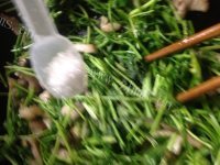 家常菜香菜炒肉丝做法图解8)
