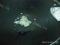 独特的椒盐皮皮虾做法图解5)