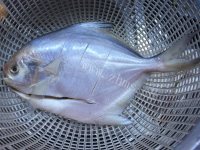 美味的油葱鲳鱼做法图解1)