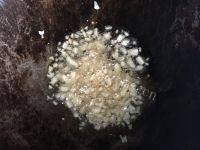 家常菜素炒荷兰豆做法图解3)