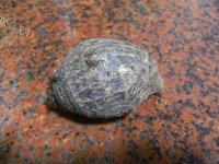 美味香芋排骨粥做法图解1)