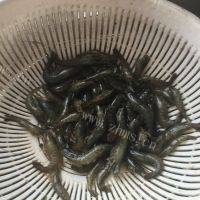 美味的油爆河虾做法图解2)