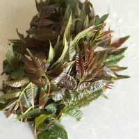 香气浓郁的香椿芽炒鸡蛋做法图解1)