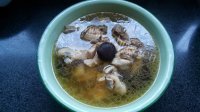 美味的香菇鸡汤