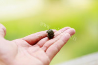 美味的芝麻叶茶做法图解6)