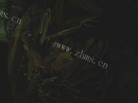 营养丰富的豆腐炒肉做法图解1)