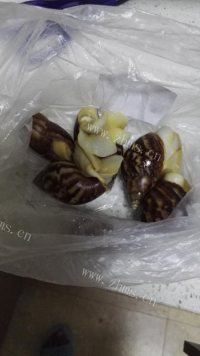 怪味焗蜗牛做法图解1)