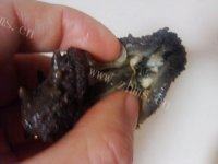 美味的海参汤做法图解2)