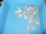 双椒炒鱿鱼做法图解7)