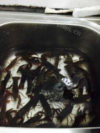 美味香辣啤酒小龙虾做法图解8)
