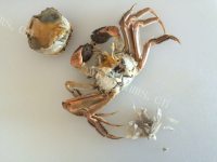 美味的粉丝蒸蟹做法图解5)