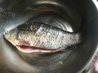 美味的葱烤鲫鱼做法图解1)