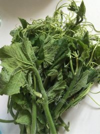 家常蒜蓉南瓜尖儿做法图解1)