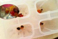 自制芒果雪糕做法图解3)