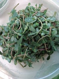 色香味浓的凉拌马齿苋做法图解1)