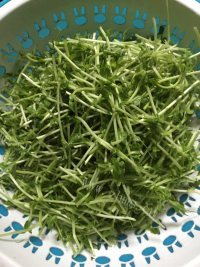 家常菜上汤豆苗做法图解1)