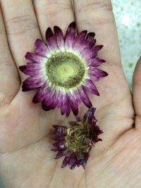 甘甜的彩菊饮做法图解1)