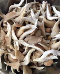 好吃平菇炒鲜肉做法图解2)