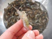家庭版油爆河虾做法图解2)