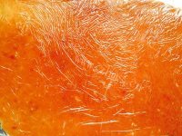 自制蜜汁猪肉脯做法图解7)