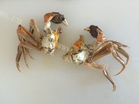 美味的粉丝蒸蟹做法图解6)