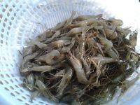 酱油虾做法图解1)
