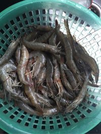 色香味俱全的红烧虾做法图解1)