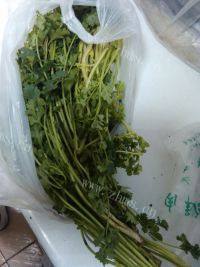 家常菜香菜炒肉丝做法图解4)