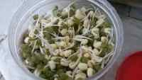 唇齿留香的韭菜炒豆芽做法图解5)