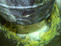 家常椰子奶油球做法图解4)