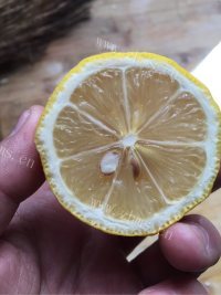 芳香四溢的蜂蜜柚子茶做法图解10)