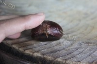 美味的香甜烤栗子做法图解3)