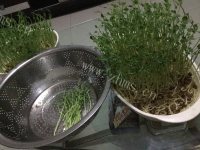 简单的凉拌豌豆苗做法图解2)