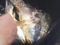 绿色食物之红烧鲤鱼做法图解7)