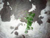 营养丰富的西红柿蛋花汤做法图解5)