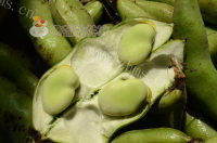 家常菜韭菜炒蚕豆做法图解1)