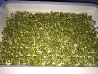 方便的自种豆芽做法图解3)