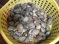 美味的麻辣花蛤做法图解2)
