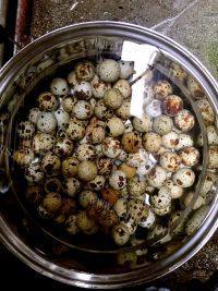 自制卤鹌鹑蛋做法图解2)