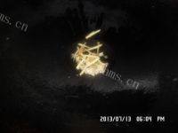 家常菜炒豆苗做法图解4)
