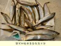 美味的香煎多春鱼做法图解1)