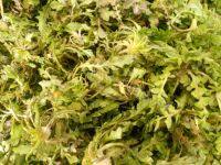 口感极佳的荠菜猪肉水饺做法图解1)