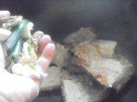 十分诱人的红烧鱼做法图解6)