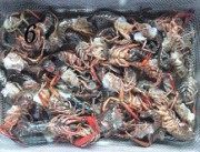 家常菜凉拌小龙虾做法图解6)