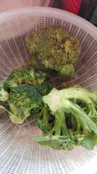 质嫩爽口的西兰花炒肉做法图解1)