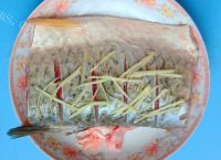 美味的清蒸鱼腩做法图解5)