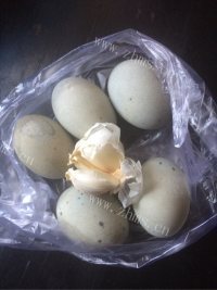 诱人的凉拌皮蛋做法图解1)