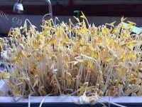 方便的自种豆芽做法图解7)