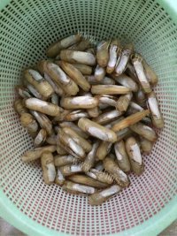 美味的清炒蛏子做法图解1)