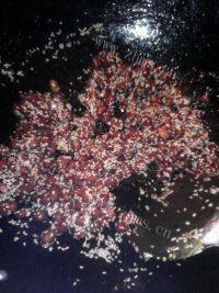 下酒菜琥珀花生做法图解9)